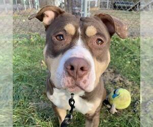 Mutt Dogs for adoption in Center Township, PA, USA