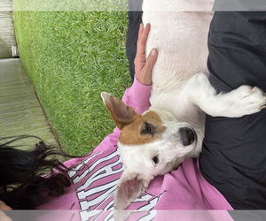 Cojack Dogs for adoption in The Woodlands, TX, USA