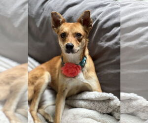 Basenji-Unknown Mix Dogs for adoption in Phoenix, AZ, USA