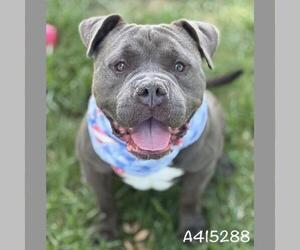 American Bulldog-Unknown Mix Dogs for adoption in Conroe, TX, USA