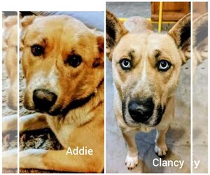 Sheprador Dogs for adoption in Pena Blanca, NM, USA