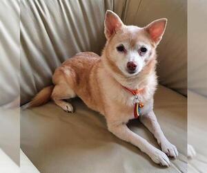 Chihuahua-Shiba Inu Mix Dogs for adoption in Whitehouse Station, NJ, USA