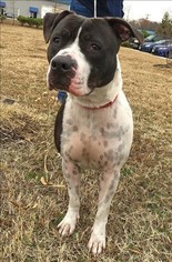 American Bulldog-Unknown Mix Dogs for adoption in Portsmouth, VA, USA