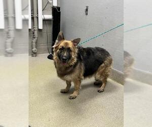German Shepherd Dog-Unknown Mix Dogs for adoption in Las Vegas, NV, USA