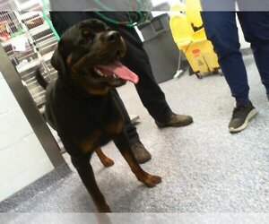 Rottweiler Dogs for adoption in Charlotte, NC, USA