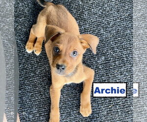 Border Collie Dogs for adoption in Parker Ford, PA, USA