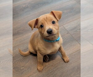 Chihuahua-Unknown Mix Dogs for adoption in The Woodlands, TX, USA