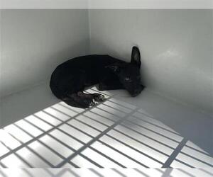 Medium Photo #1 German Shepherd Dog-Unknown Mix Puppy For Sale in Houston, TX, USA