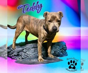 Bulldog-Unknown Mix Dogs for adoption in Hamilton, GA, USA