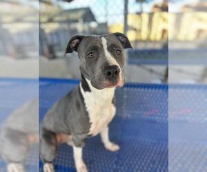 Mutt Dogs for adoption in Chula Vista, CA, USA