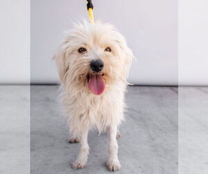 Mutt Dogs for adoption in Pasadena, CA, USA