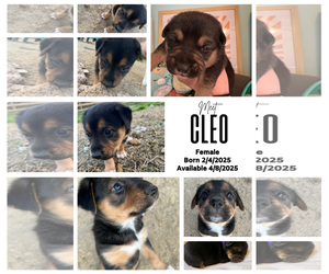 Mutt Dogs for adoption in Munford, TN, USA
