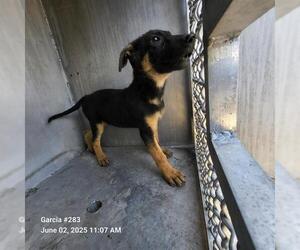 German Shepherd Dog-Unknown Mix Dogs for adoption in San Antonio, TX, USA
