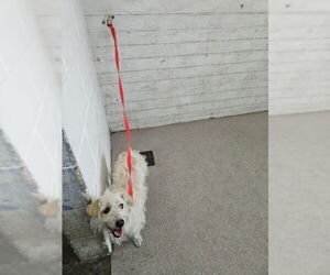 Mutt Dogs for adoption in San Bernardino, CA, USA