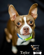 Boston Huahua Dogs for adoption in Kennesaw, GA, USA