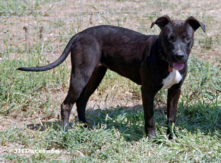 American Pit Bull Terrier Dogs for adoption in Scottsdale, AZ, USA