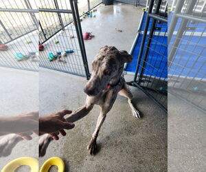 Great Dane Dogs for adoption in Palm Beach, FL, USA