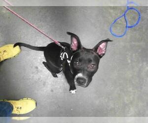 American Pit Bull Terrier-Unknown Mix Dogs for adoption in Tulsa, OK, USA