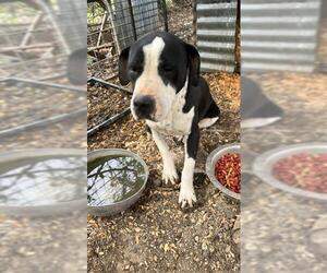 American Staffordshire Terrier-Unknown Mix Dogs for adoption in San Antonio, TX, USA