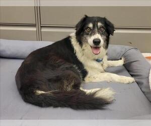 Border Collie Dogs for adoption in Martinez, CA, USA