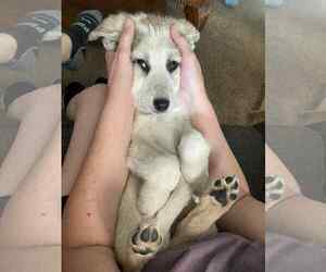 Australian Shepherd-Unknown Mix Dogs for adoption in Sandy, UT, USA