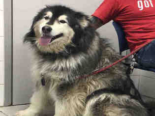 Alaskan Malamute Dogs for adoption in Canfield, OH, USA