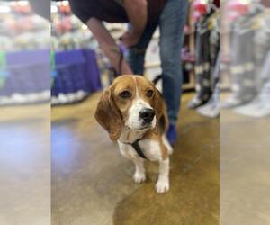 Beagle Dogs for adoption in Snow Camp, NC, USA