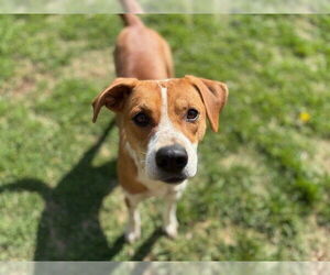 Beagle-Unknown Mix Dogs for adoption in Tulsa, OK, USA