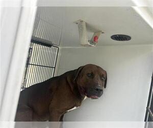 Medium Photo #1 American Pit Bull Terrier-Labrador Retriever Mix Puppy For Sale in Houston, TX, USA