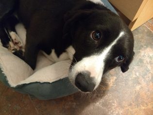 Border Collie Dogs for adoption in Osteen, FL, USA