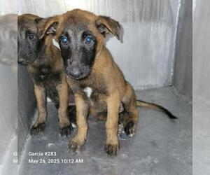 Mutt Dogs for adoption in San Antonio, TX, USA