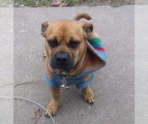 Chug Dogs for adoption in Minneapolis, MN, USA