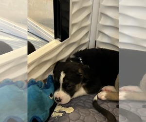 American Pit Bull Terrier-Labrador Retriever Mix Dogs for adoption in Holly Springs, NC, USA