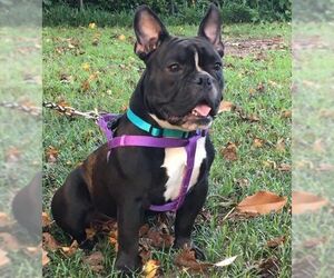 French Bulldog Dogs for adoption in Maryville, TN, USA