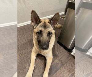 Akita-German Shepherd Dog Mix Dogs for adoption in Fort Collins, CO, USA