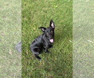Labrador Retriever-Unknown Mix Dogs for adoption in Thomasville, NC, USA