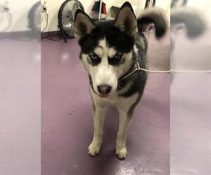 Siberian Husky Dogs for adoption in Long Beach, CA, USA