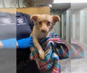 Chihuahua Dogs for adoption in Stockton, CA, USA