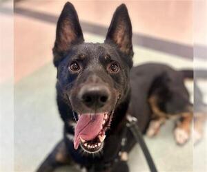 German Shepherd Dog-Unknown Mix Dogs for adoption in Petaluma, CA, USA