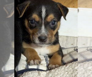 Rat Terrier-Unknown Mix Dogs for adoption in Bolivar, MO, USA