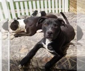 American Staffordshire Terrier-Unknown Mix Dogs for adoption in Waterloo, IA, USA