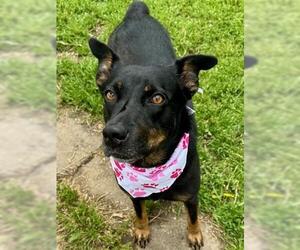 Australian Kelpie-Unknown Mix Dogs for adoption in Tulsa, OK, USA
