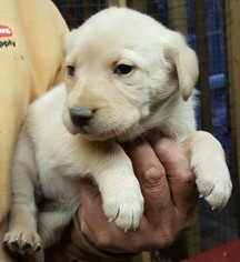 Medium Photo #1 Australian Retriever Puppy For Sale in Baileyton, AL, USA