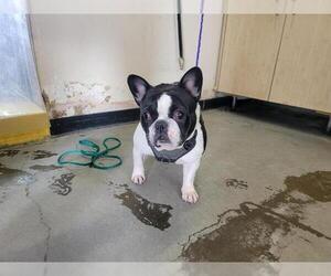 French Bulldog Dogs for adoption in Camarillo, CA, USA