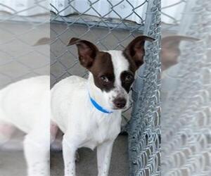 Chihuahua Dogs for adoption in Bakersfield, CA, USA