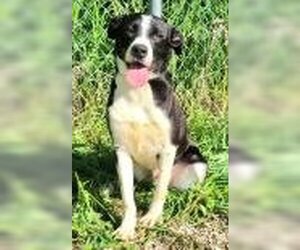 Border Collie Dogs for adoption in Lake City, MI, USA