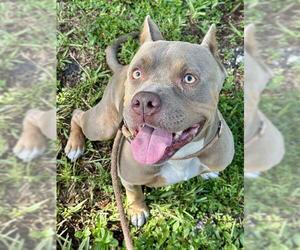 American Staffordshire Terrier Dogs for adoption in Fort Lauderdale, FL, USA