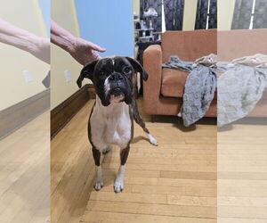 Boxer Dogs for adoption in Woodbury, MN, USA