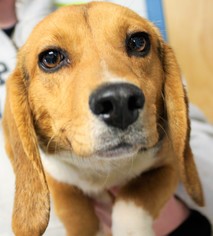 Beagle Dogs for adoption in Danville, KY, USA