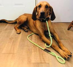 Redbone Coonhound Dogs for adoption in Kansas City, MO, USA